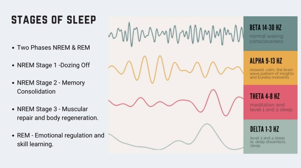 Sleep stages and muscle repair: "Sleep and Muscle Recovery: Diagram showing sleep stages including deep wave sleep where muscle protein synthesis occurs"